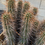 Thumbnail: Echinocereus engelmannii clusters