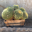 Thumbnail: Golden Barrel Clusters