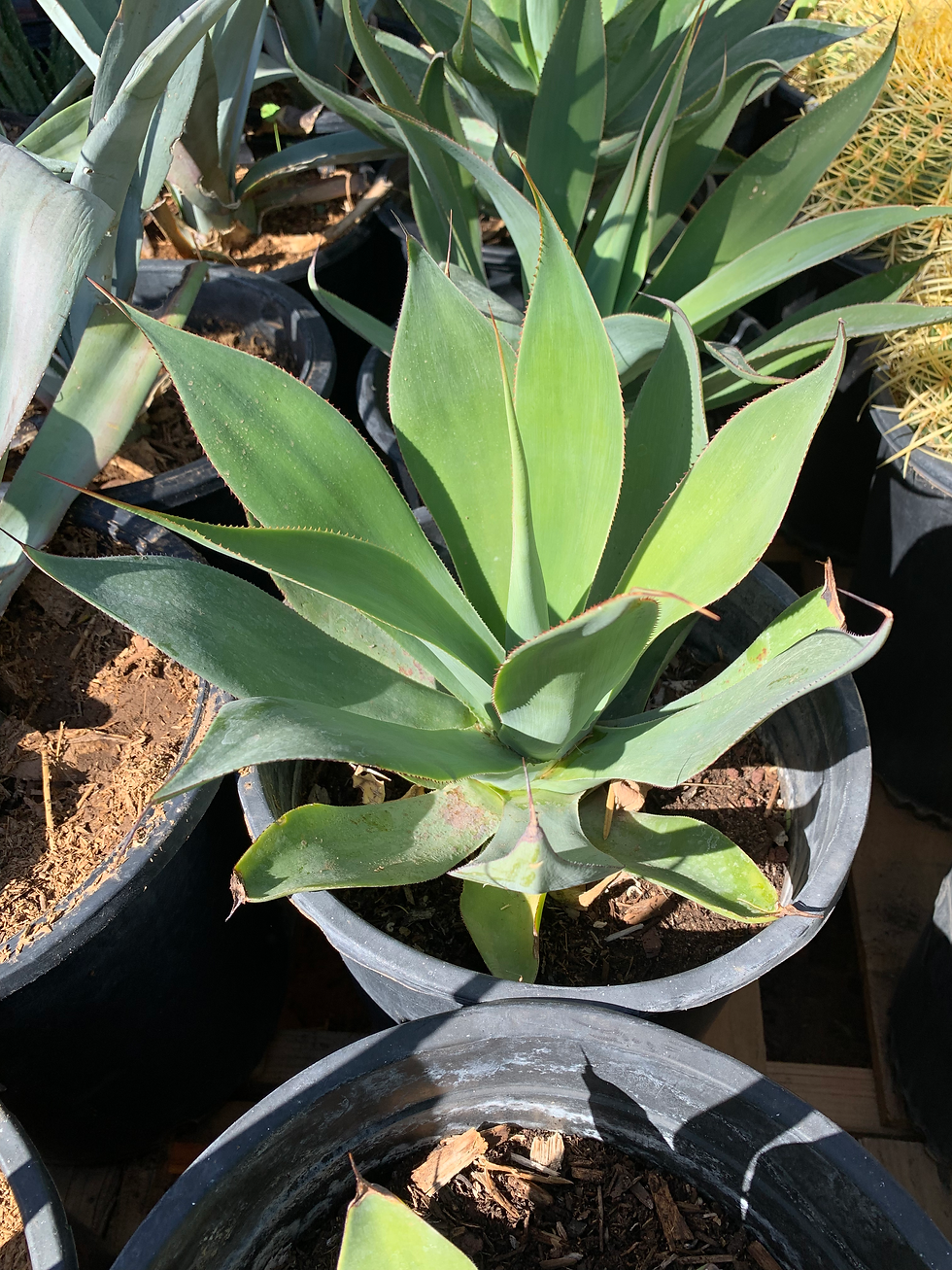 Thumbnail: Foxtail Agave