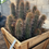 Thumbnail: Echinocereus engelmannii clusters