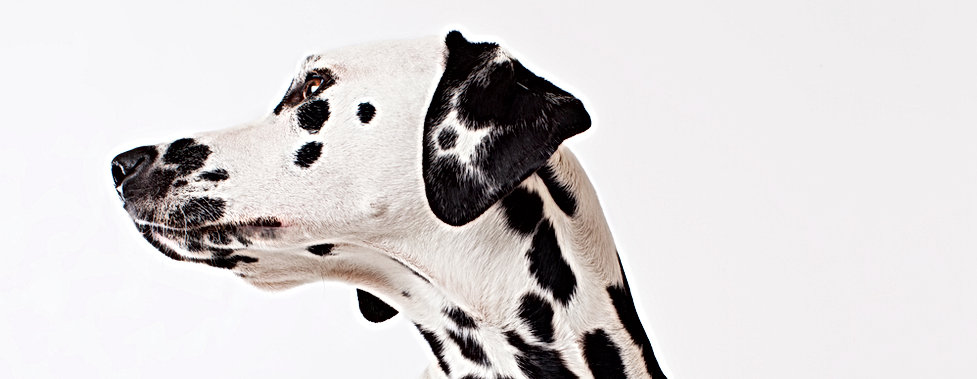 Dalmatian