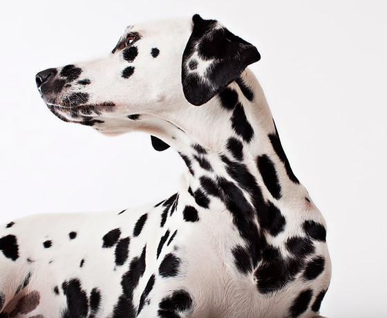 dalmatien
