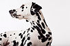 Dalmatian