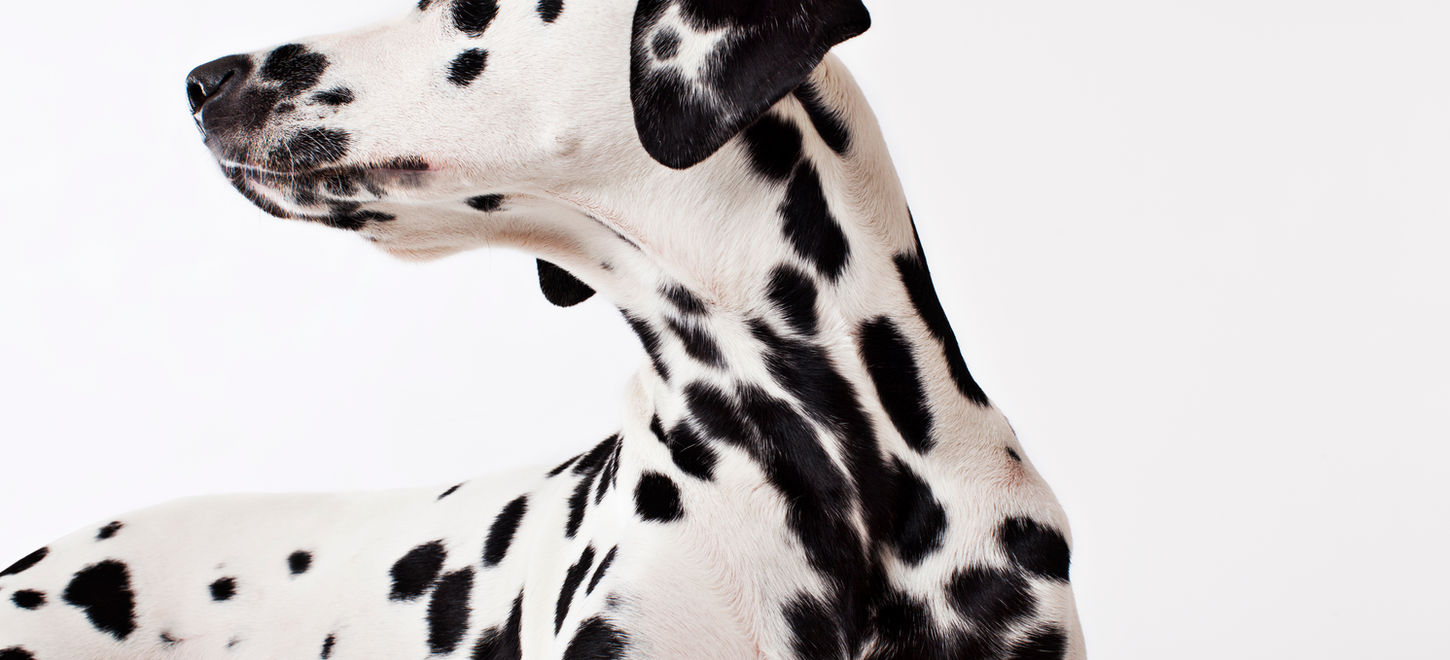 Dalmatian