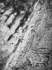 Moods of a stream valley