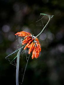 Leonotis nepetifolia sp. nepetifolia