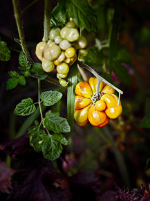 Tomato in polytunnel