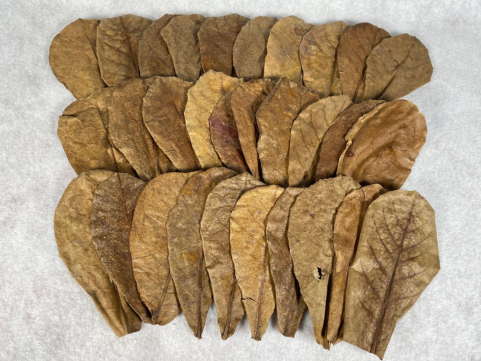 Thumbnail: 20 medium Catappa Leaves (6")