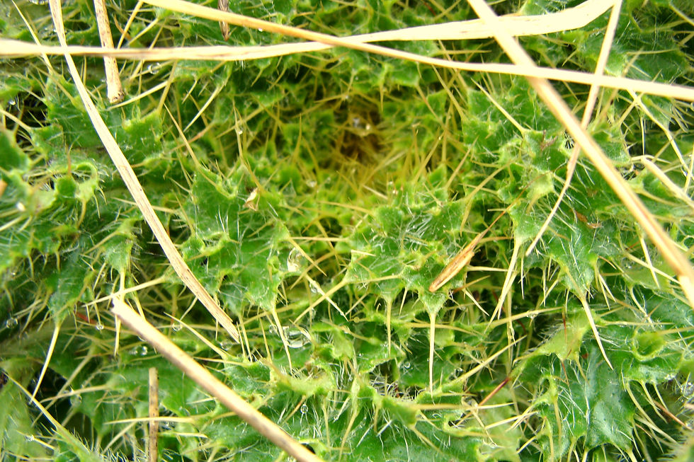 Thistle
