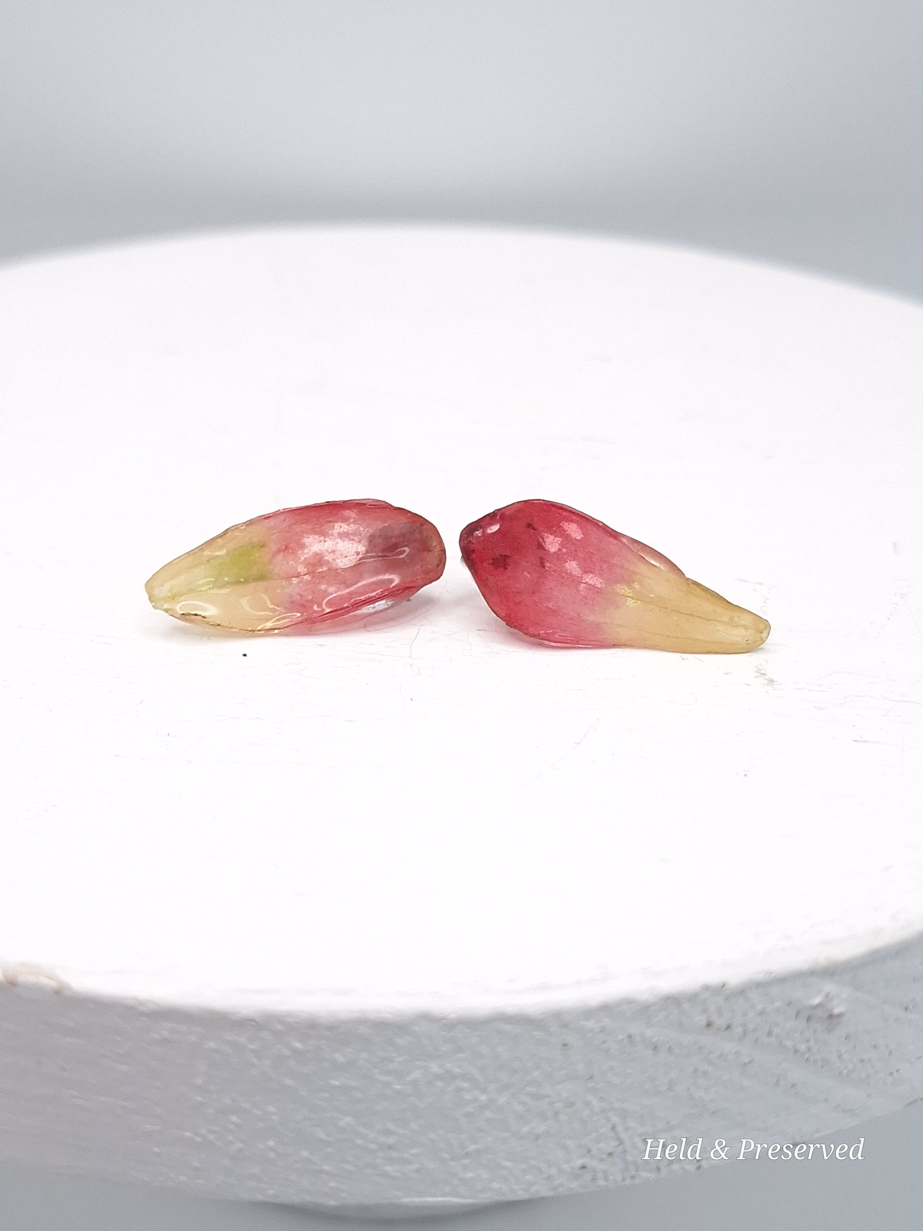 Handmade preserved Texas Indian paintbrush bract earrings with stainless steel posts in faded red and green tones