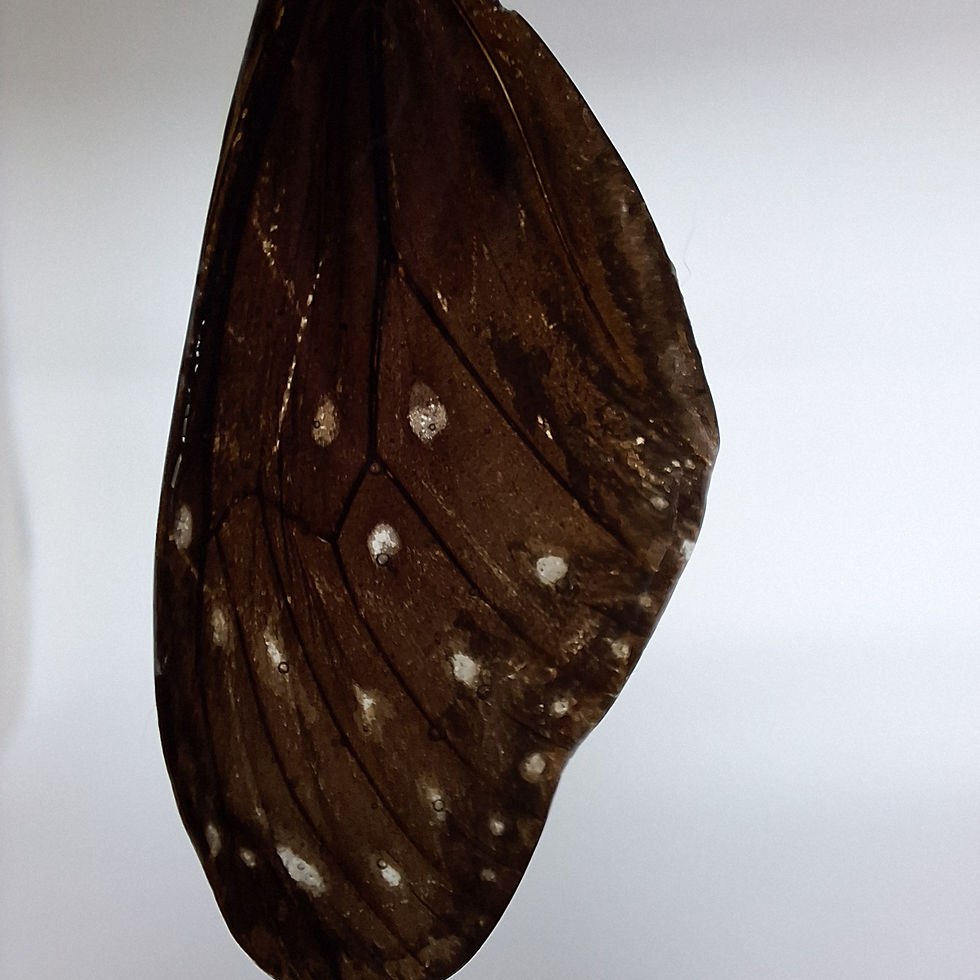 Macro detail of a real brown butterfly wing showing natural veins and pale spotted markings