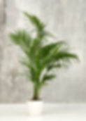 Potted-kentia-palm-plant-942145.jpg