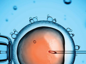 La congelación de óvulos preserva la fertilidad en mujeres a partir de los 35 años, según ginecóloga