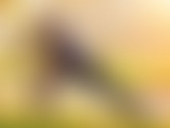 Estiramientos dinámicos: beneficios y ejercicios