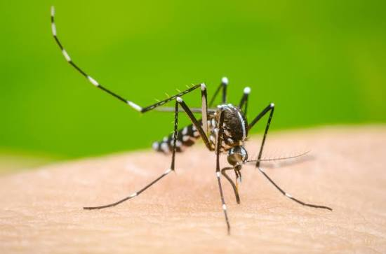Mosquito Aedes aegypti