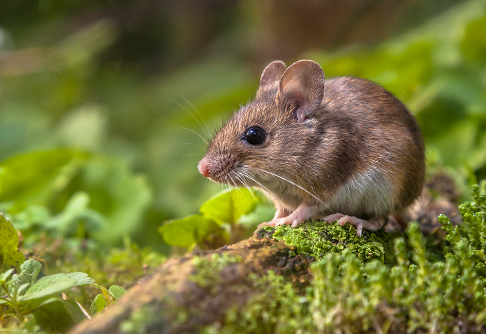 Casos positivos de leptospirosis superan el doble de los registrados en 2025