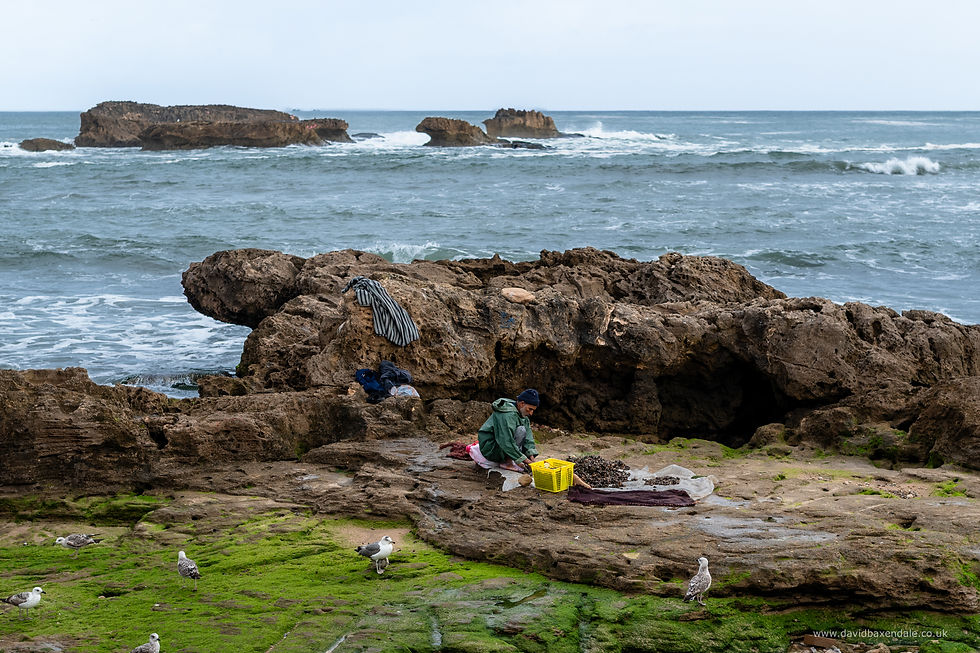 A man gathering shellfish in Essaouira