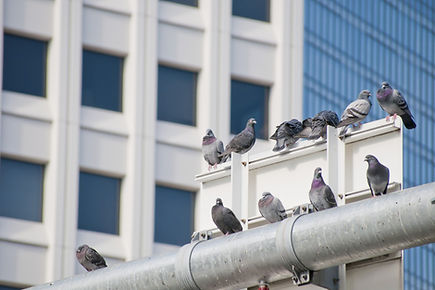 ハト等の害鳥対策