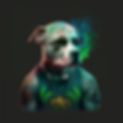 pit bull 1.jpg