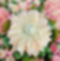 Floral Cupcakes & Fondant Cookies