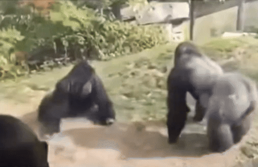 Your Reputation Didn't Deserve This Beating - DataGorilla Marketing gif