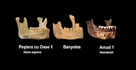 Los restos del 'Homo sapiens' más antiguo de Europa están en Girona