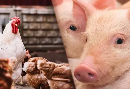 O que é bem-estar animal e por que isso importa?