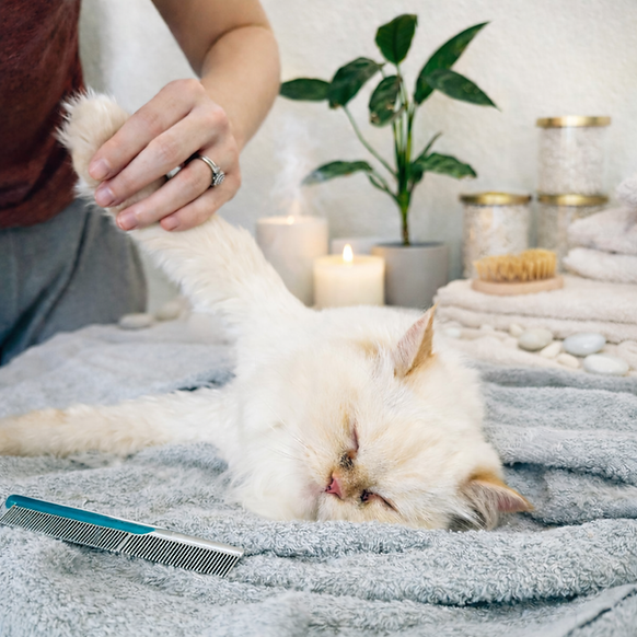 cat spaw.png