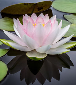 Water Lily_edited.jpg