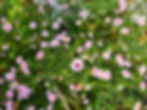 Aster Pink Buttons (Aster)