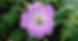 Geranium oxonianum Hollywood (Ooievaarsbek)