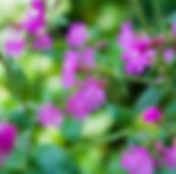 Silene dioica - Dagkoekoeksbloem