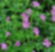 Geranium endressii (Ooievaarsbek)