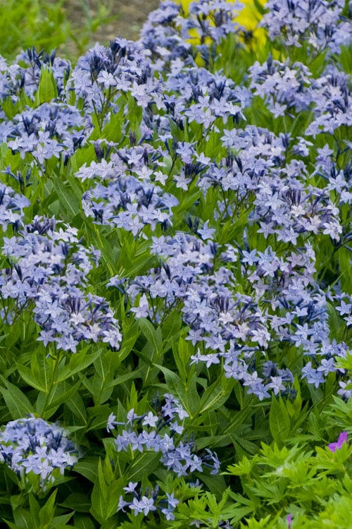 Amsonia Blue Ice (Blauwe ster)