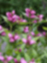 Chelone obliqua (Schildpadbloem)