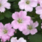 Geranium Dreamland (Ooievaarsbek)