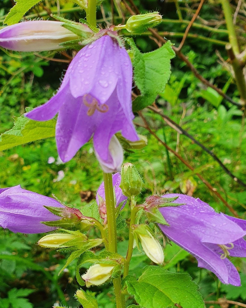 Campanula trachelium (Ruigklokje)