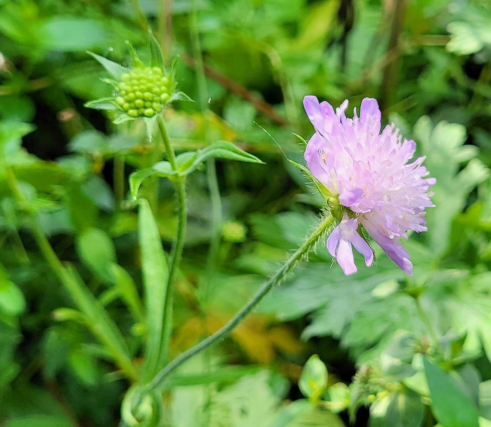 Knautia arvensis (Beemdkroon)