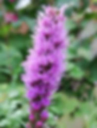 Liatris spicata Kobold (Lampenpoetser, knopige slangenwortel)