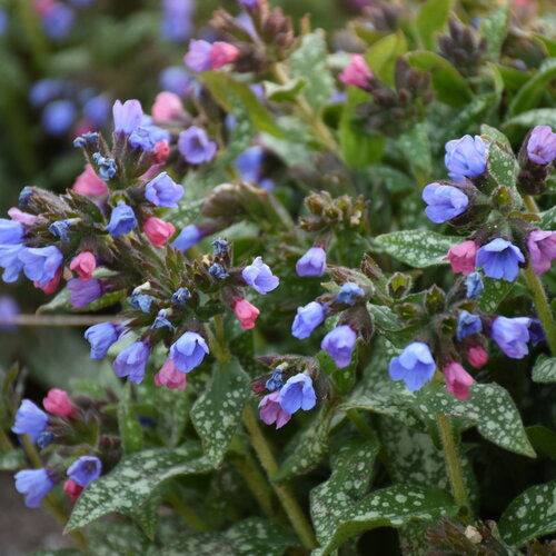 Pulmonaria officinalis (Gevlekt Longkruid)