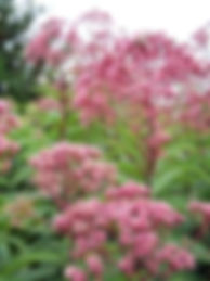 Eupatorium maculatum Atropurpureum (Koninginnekruid, Leverkruid)