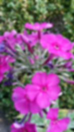 Phlox paniculata Herbstwalzer (Vlambloem)