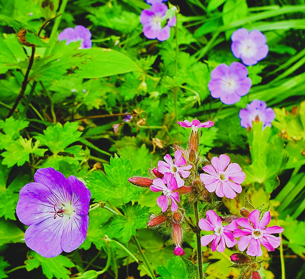 Geranium Rozanne (Ooievaarsbek)