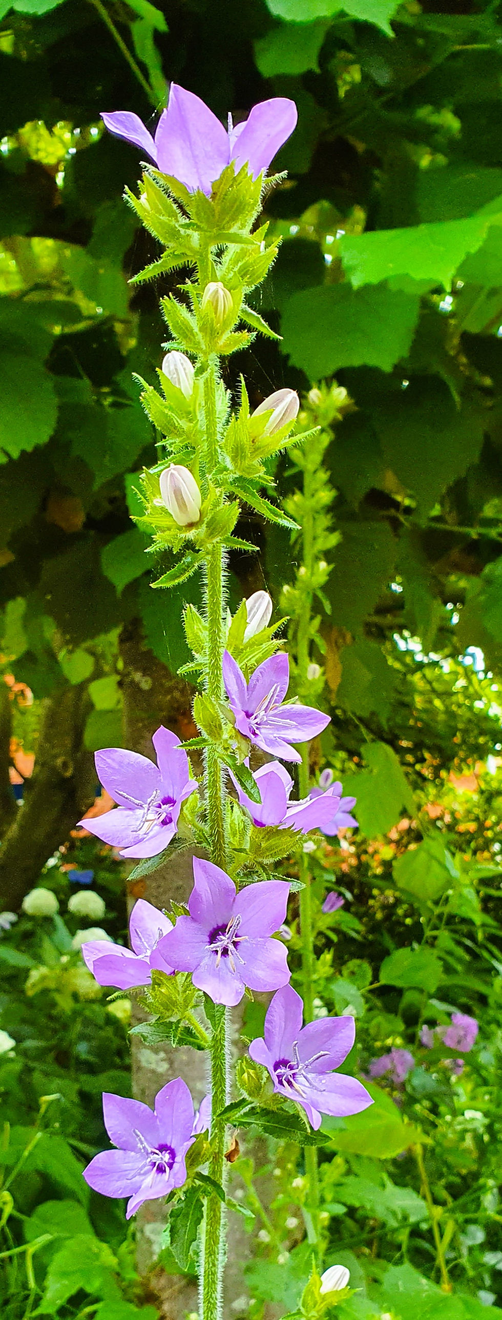 Campanula primulifolia (Klokjesbloem)