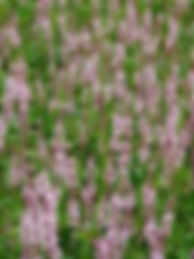 Persicaria amplexicaulis Rosea (Duizendknoop)