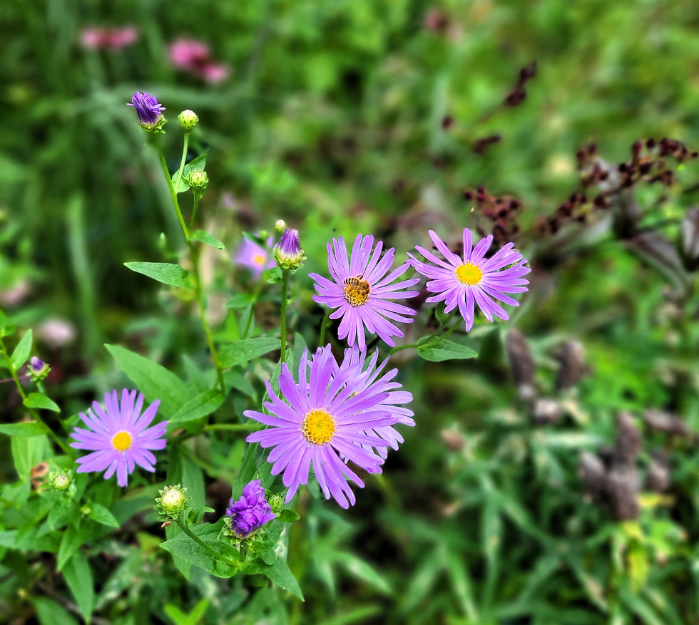Aster thomsonii