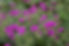 Geranium Patricia (Ooievaarsbek)