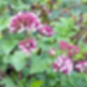 Origanum vulgare (marjolein)