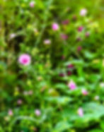 Althaea cannabina (Heemst)