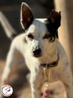 AYA - 10/2018 - scheinträchtig und krank auf der Straße